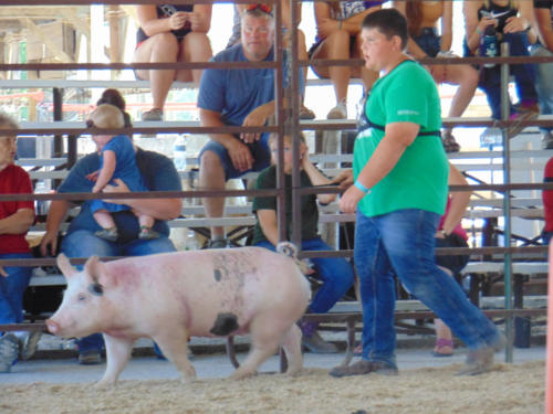 2019 Swine Show
